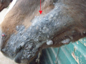 kwaadaardige tumor paard