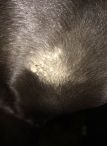 Sarcoid occulte vorm