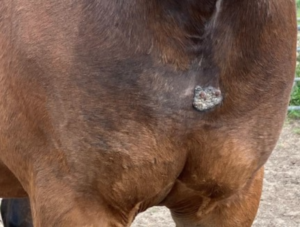 Sarcoid verruceuze vorm