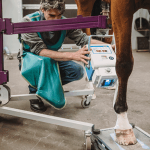 röntgenologisch onderzoek paard keuring