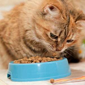Kat met diabetesvoeding suikerziekte hond kat