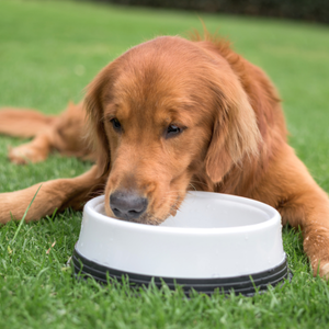 Hond met symptomen van suikerziekte hond kat