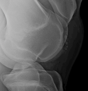 OCD screening paard