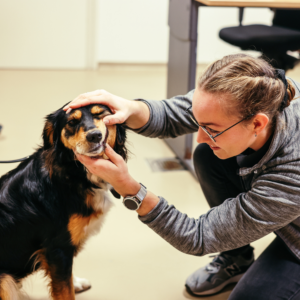 Gebitsconsult bij Dierenkliniek Den Ham