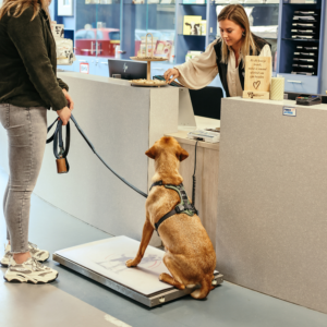 Hond wordt gewogen bij Dierenkliniek Den Ham tijdens een consult voor overgewicht en gezond gewicht begeleiding